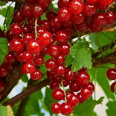 Смородина красная НАТАЛИ в Иркутске