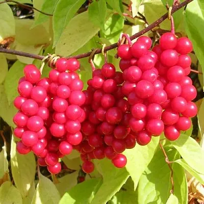 Лимонник ПЕРВЕНЕЦ китайский  Лимонник ПЕРВЕНЕЦ китайский в Иркутске