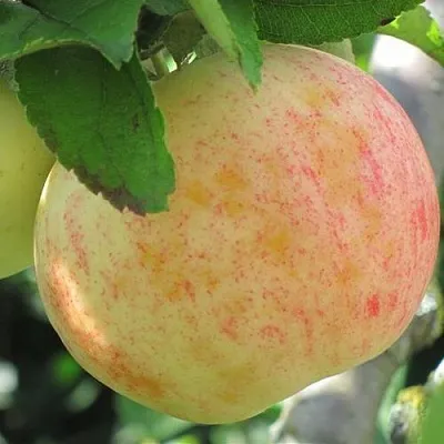 Яблоня ЛЕТНЕЕ СЛАДКОЕ в Иркутске