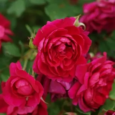 Саженцы роз КВАДРА плетистая  Саженцы роз КВАДРА плетистая в Иркутске