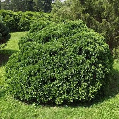 Туя УМБРАКУЛИФЕРА западная в Иркутске