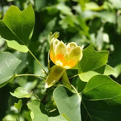 ЛИРИОДЕНДРОН тюльпанный в Иркутске