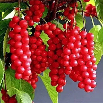 Лимонник САДОВЫЙ 1 китайский   Лимонник САДОВЫЙ 1 китайский  в Иркутске