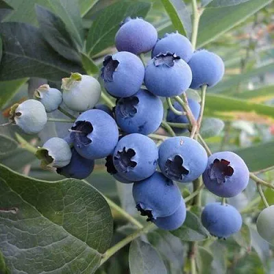 Голубика ЛЕГАЦИЯ  Голубика ЛЕГАЦИЯ в Иркутске