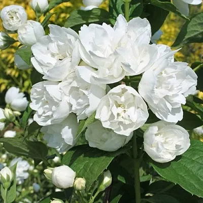 Жасмин махровый  Жасмин махровый в Иркутске