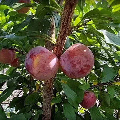 Плуот ГЕО ПРАЙД  Плуот ГЕО ПРАЙД в Иркутске