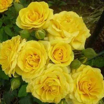 Саженцы роз ЕЛЛОУ БЭЙБИ спрей в Иркутске