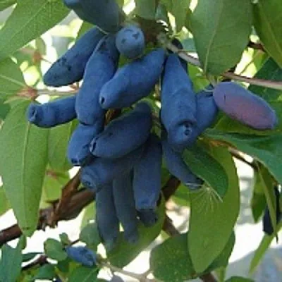 Жимолость съедобная ГОРДОСТЬ БАКЧАРА  Жимолость съедобная ГОРДОСТЬ БАКЧАРА в Иркутске