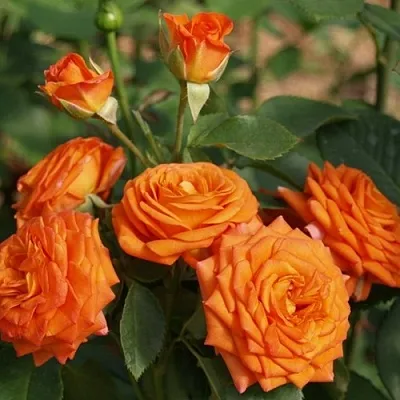 Саженцы роз БЕЙБ спрей в Иркутске