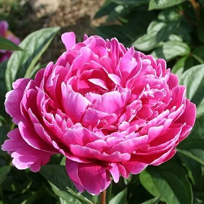 Пион СЕБАСТЬЯН МААС травянистый  Пион СЕБАСТЬЯН МААС травянистый в Иркутске