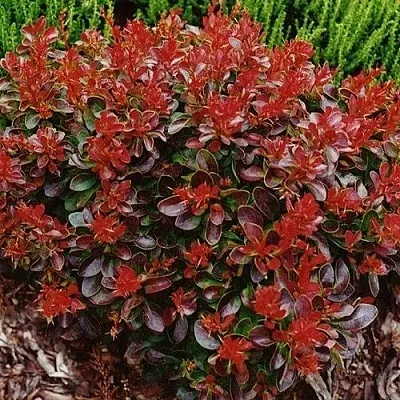 Барбарис КАРМЕН тунберга в Иркутске