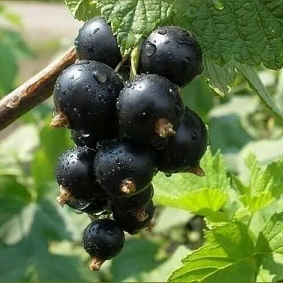 Смородина черная ПИГМЕЙ в Иркутске