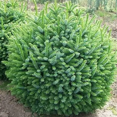 Ель НАНА сербская  Ель НАНА сербская в Иркутске