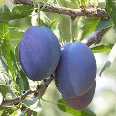 Слива СТЭНЛИ  Слива СТЭНЛИ в Иркутске