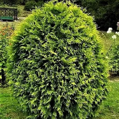 Туя ТИП ТОП западная в Иркутске