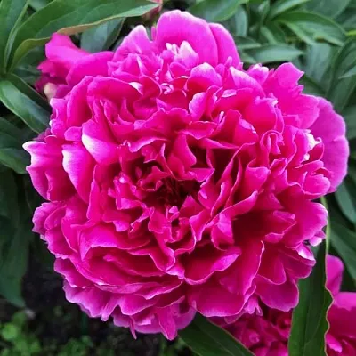 Пион КАРЛ РОЗЕНФЕЛЬД травянистый в Иркутске