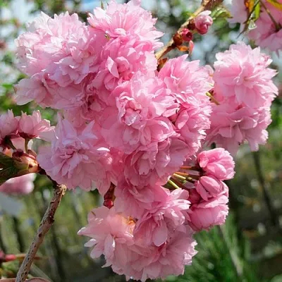 Сакура КИКУ ШИДАРЕ  Сакура КИКУ ШИДАРЕ в Иркутске