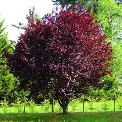 Слива НИГРА растопыреная   Слива НИГРА растопыреная  в Иркутске