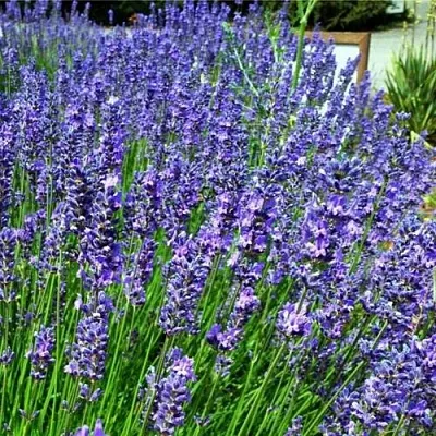 Лаванда ФЕНОМЕНАЛ узколистная  Лаванда ФЕНОМЕНАЛ узколистная в Иркутске