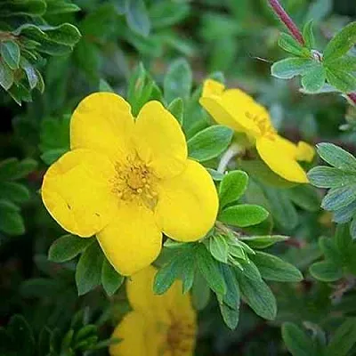 Лапчатка ГОЛДСТАР кустарниковая  Лапчатка ГОЛДСТАР кустарниковая в Иркутске