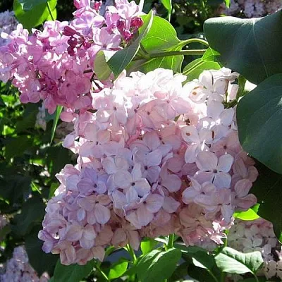 Сирень ГОРТЕНЗИЯ в Иркутске