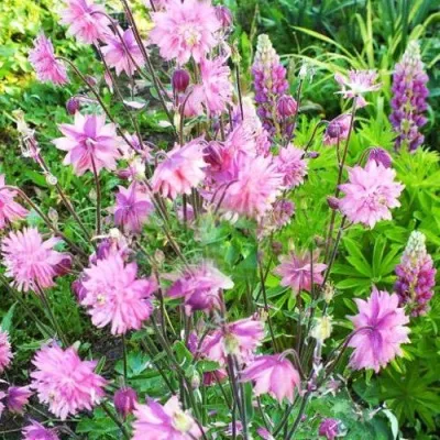 Аквилегия БАРЛОУ ПИНК гибрид МакКаны — описание сорта Аквилегия БАРЛОУ ПИНК гибрид МакКаны в Иркутске