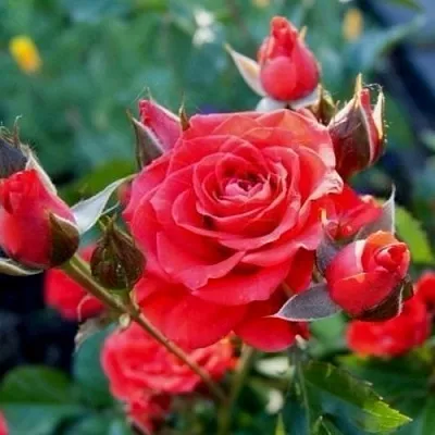 Саженцы роз МИДЖЕТ спрей в Иркутске