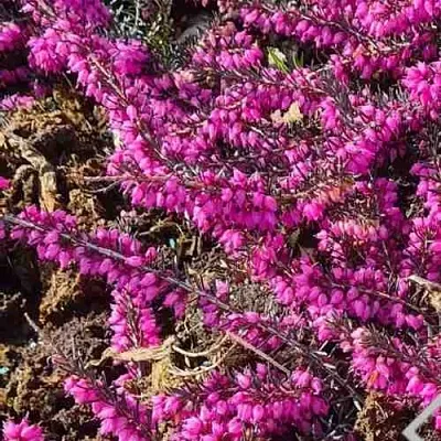 ЭРИКА "АЛЬПИЙСКИЙ ВЕРЕСК" (зимующая) сорт АТРОРУБРА  ЭРИКА "АЛЬПИЙСКИЙ ВЕРЕСК" (зимующая) сорт АТРОРУБРА в Иркутске