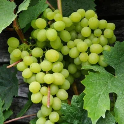 Виноград АЛЕШЕНЬКИН — описание сорта Виноград АЛЕШЕНЬКИН в Иркутске