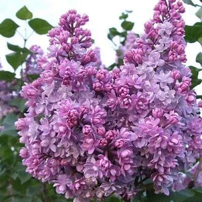 Сирень КОЛХОЗНИЦА в Иркутске