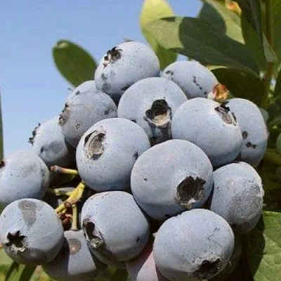 Голубика ЦУКЕР ТРАУБЕ  Голубика ЦУКЕР ТРАУБЕ в Иркутске