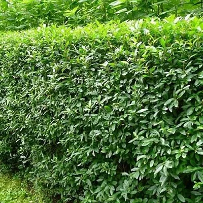 Бирючина обыкновенная  Бирючина обыкновенная в Иркутске