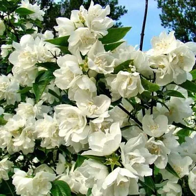 Жасмин ДЕНИСКИНЫ РАССКАЗЫ  Жасмин ДЕНИСКИНЫ РАССКАЗЫ в Иркутске