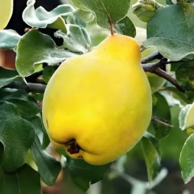 Айва МИР  Айва МИР в Иркутске