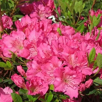 Азалия КИРСТИН японская  Азалия КИРСТИН японская в Иркутске