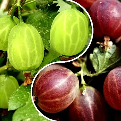 Комплект СКАЗКА в Иркутске