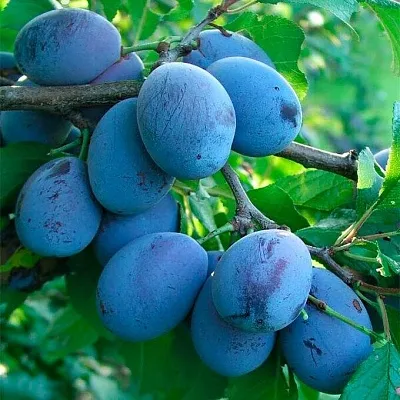 Синяя   Синяя  в Иркутске