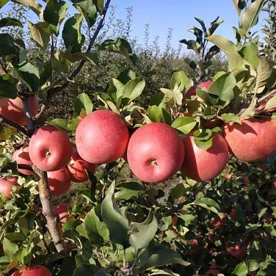 Яблоня ЧЕМПИОН РЕНО  Яблоня ЧЕМПИОН РЕНО в Иркутске