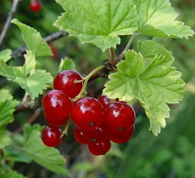 Смородина альпийская ШМИДТ  Смородина альпийская ШМИДТ в Иркутске