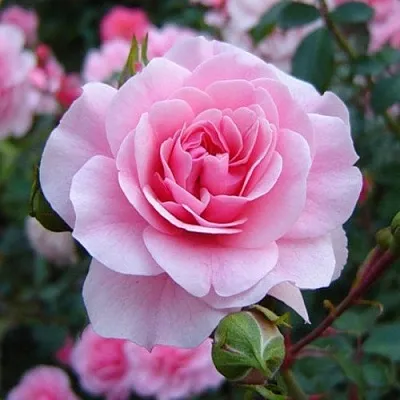 Саженцы роз БОНИКА флорибунда  Саженцы роз БОНИКА флорибунда в Иркутске