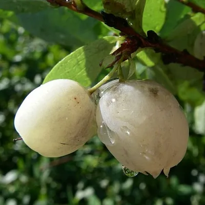 Голубика СНЕГУРОЧКА  Голубика СНЕГУРОЧКА в Иркутске