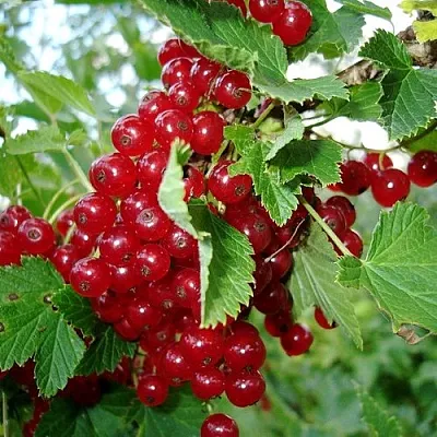 Смородина красная ГОЛЛАНДСКАЯ КРАСНАЯ в Иркутске