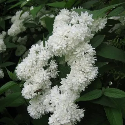 Дейция КАНДИДИССИМА шершавая  Дейция КАНДИДИССИМА шершавая в Иркутске