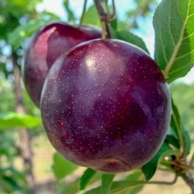 Слива АНЖЕЛИНО  Слива АНЖЕЛИНО в Иркутске