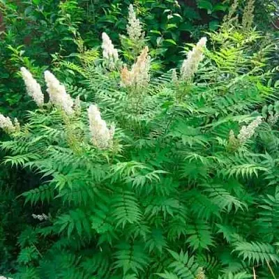 Рябинник рябинолистный СЭМ в Иркутске