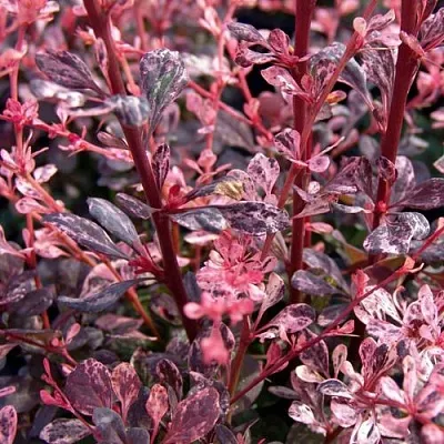 Барбарис АРЛЕКИН тунберга в Иркутске