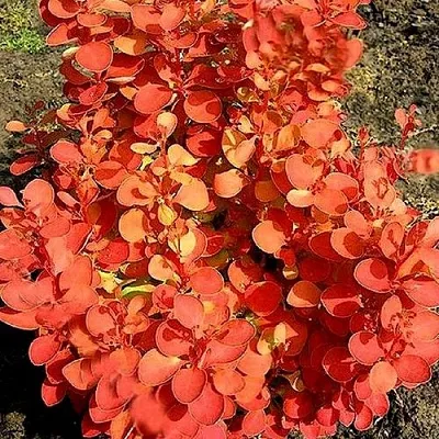 Барбарис ОРАНЖ ФАЙЕР тунберга в Иркутске