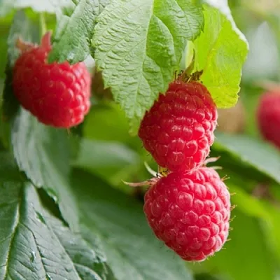 Малина МАРАВИЛЛА  Малина МАРАВИЛЛА в Иркутске