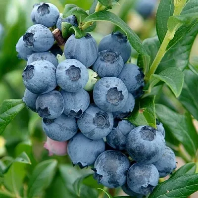 Голубика ХАРДИБЛЮ  Голубика ХАРДИБЛЮ в Иркутске