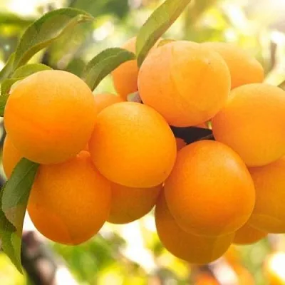 Слива МАРА  Слива МАРА в Иркутске